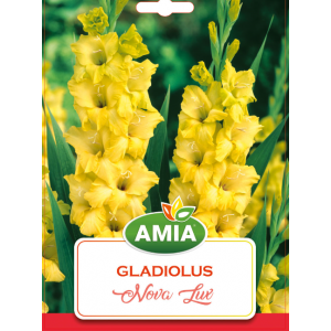 Bulbi gladiole Nova Lux, calibru 12/14, 7 bucati, AMIA